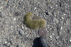 Deschampsia antarctica