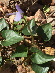 Violaceae