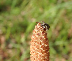 Polydrusus tereticollis