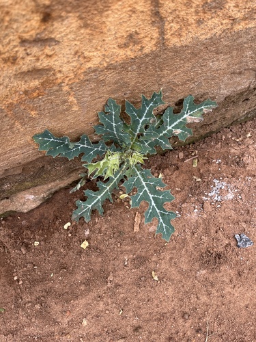Mexican prickly poppy