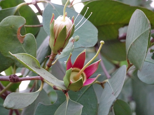 Apple Mangrove
