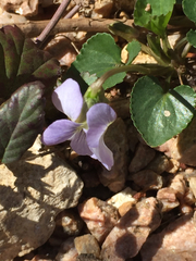 Violaceae
