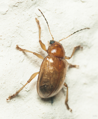 Microsyagrus marshalli