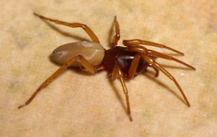 Dysderidae