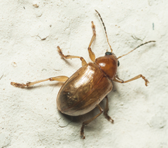 Microsyagrus marshalli