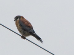 Falco sparverius sparverius