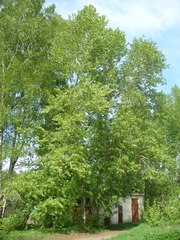 Populus longifolia