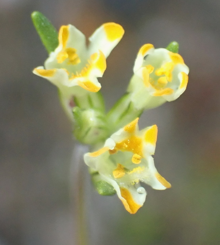 Polycarena pubescens