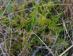 Dichanthelium aciculare