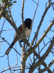 Pipilo erythrophthalmus alleni