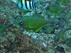 Pempheris affinis