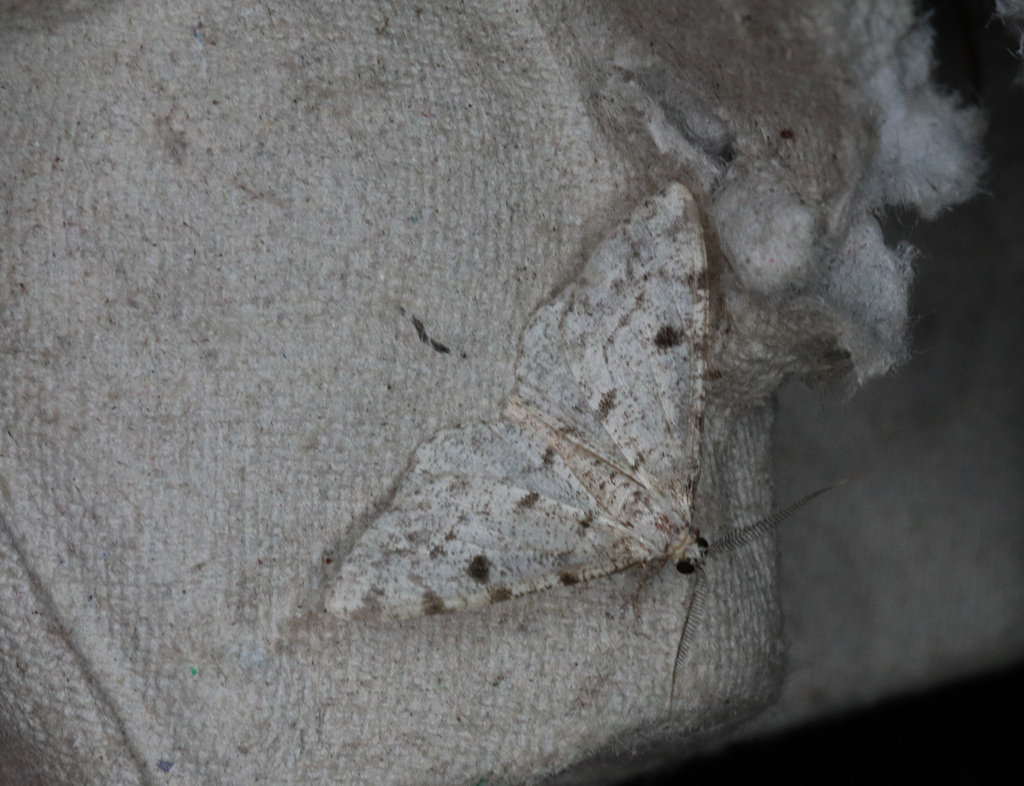 Dotted Carpet