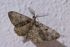 Peribatodes secundaria