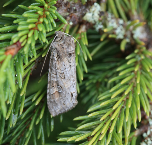 Pale Shining Brown