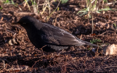 Turdus merula
