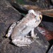 Night Frogs - Photo (c) Jonathan Newman, some rights reserved (CC BY-NC), uploaded by Jonathan Newman
