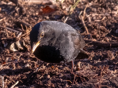 Turdus merula