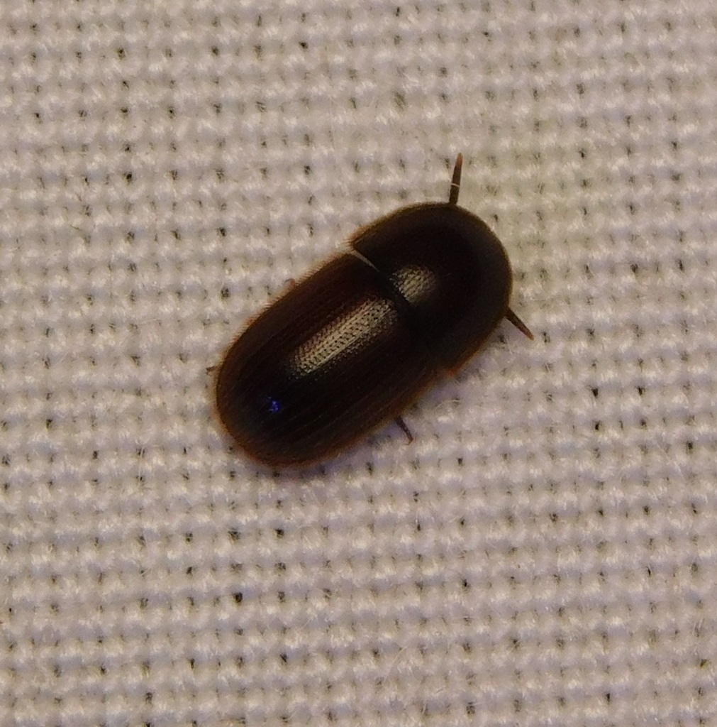 Falsocossyphini
