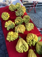 Citrus medica sarcodactylis