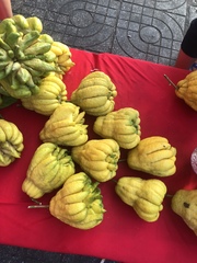 Citrus medica sarcodactylis