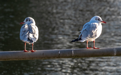 Chroicocephalus ridibundus