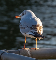 Chroicocephalus ridibundus