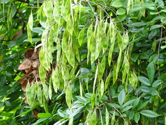 Derris scandens