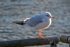 Chroicocephalus ridibundus