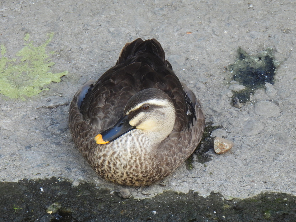 Eastern Spot-billed Duck from Seijo, Setagaya City, Tokyo 157-0066 ...