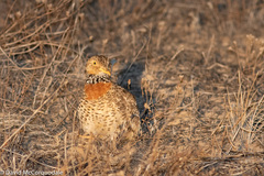 Pedionomus torquatus