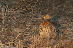 Pedionomus torquatus