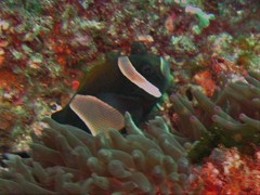 Amphiprion latezonatus