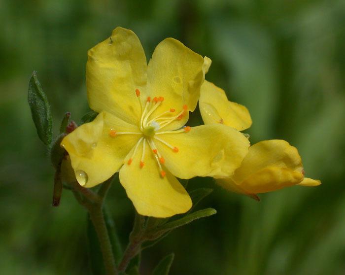 Crocanthemum bicknellii