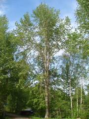Populus longifolia