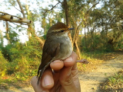 Chestnut-Crowned Bush Warbler photo 2