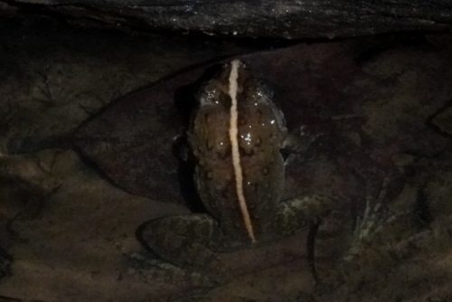 Annam Wart Frog, Limnonectes dabanus