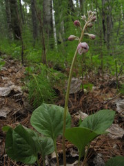 Pyrola asarifolia incarnata