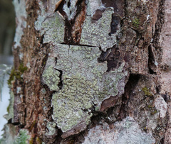 Buellia griseovirens