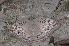 Junonia atlites atlites