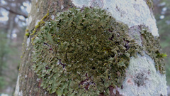 Melanelixia glabratula image