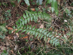 Cyrtomium laetevirens