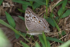 Junonia atlites atlites