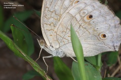 Junonia atlites atlites