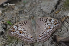 Junonia atlites atlites