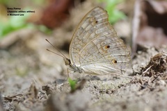 Junonia atlites atlites