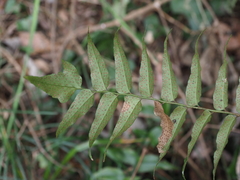 Cyrtomium laetevirens