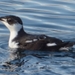 Marbled Murrelet - Photo (c) Connor, some rights reserved (CC BY-NC)