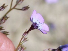 Gilia tenuiflora