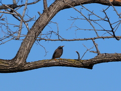 Spodiopsar cineraceus