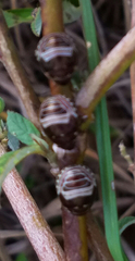 Orsilochides stictica